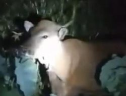 Persoalan Sapi Liar di Kebun Warga, DPRD Kotim Desak Segera Dimusyawarahkan